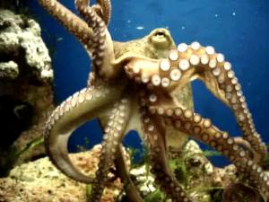 Octopus vulgaris 