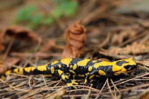 Salamandra pezzata appenninica