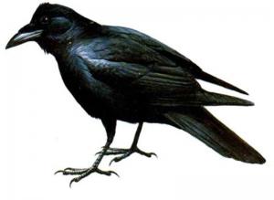 Corvo imperiale