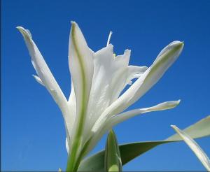 Il giglio marino