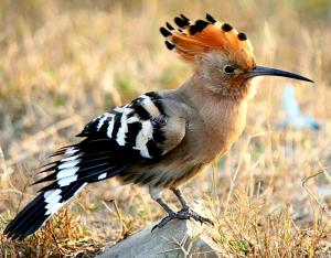 Upupa, foto Birding