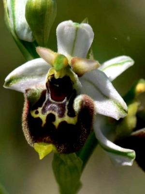 Ophrys fuciflora