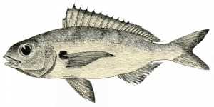 Pagello bastardo