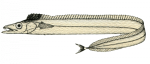 Pesce Sciabola