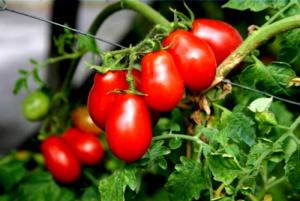 Pomodorino corbarino