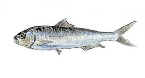 Sardina