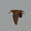 La beccaccia in volo 