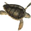 Caretta Caretta