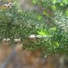 Erica arborea