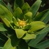 Fiore della Euphorbia dendroides foto Eusculapio
