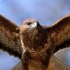 Il falco pellegrino 