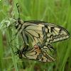 Papilio machaon