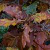 Le foglie autunnali del rovere