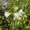 I fiori bianchi della pianta di storace 