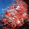 corallo rosso 
