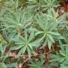Le foglie della Euphorbia dendroides