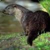 La lontra