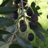 Olive cultivar Rotondella