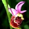 Ophrys 