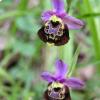 Ophrys