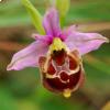 Ophrys 