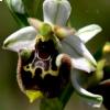 Ophrys