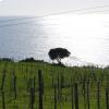 Alcune vigne a Punta Tresino 