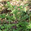 Taraxacum officinale, la pianta 