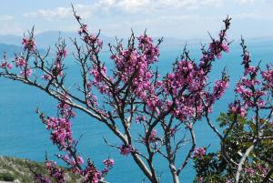 L'albero di Giuda fotografato lungo la Statale 163 amalfitana, foto Maria Rosaria Sannino