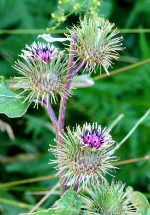 La bardana in fiore