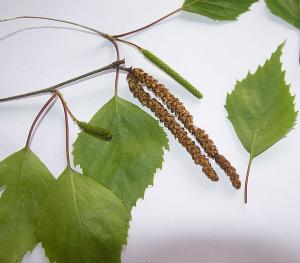 Betula verrucosa