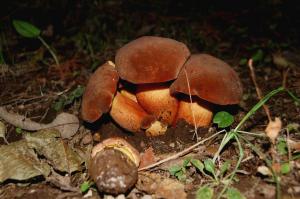 Boletus fragrans foto di Raffaele Mansi 