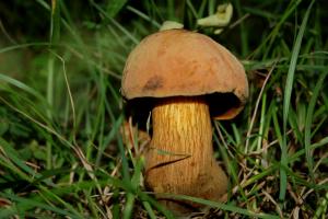 Boletus Luridus, foto di Raffaele Mansi 