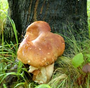 Boletus venturi fotografato da Raffaele Mansi 