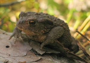 Rospo comune (Bufo Bufo)