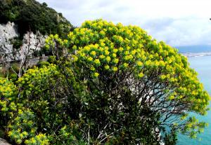Dendroides fotografata lungo la Costiera amalfitana, foto MRS