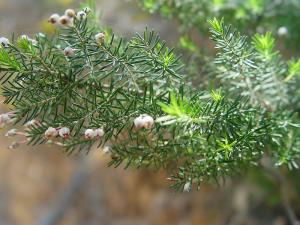 Erica Arborea, foto Carsten Neuhaus