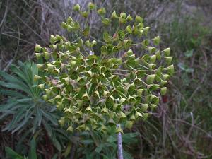 Euphorbia characias