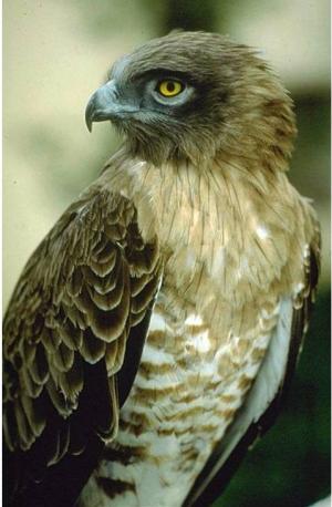 Falco pecchiaiolo