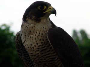 Falco pellegrino
