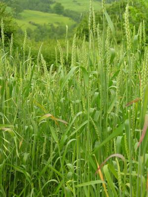 Grano Carosella 