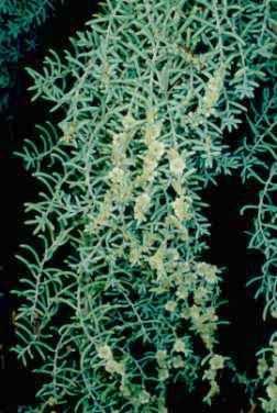 Kochia saxicola Guss