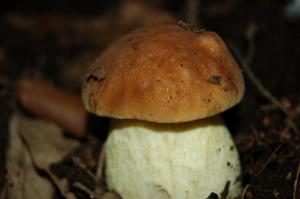 Leccinum lepidum, foto di Raffaele Mansi 