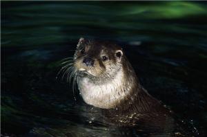 La lontra è il simbolo dell'Oasi di Persano 