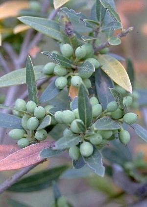 Olivastro, Olea europea 