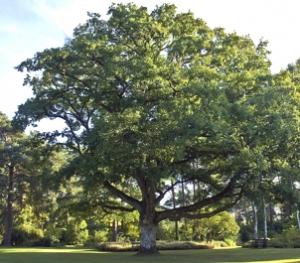 L'albero di Rovere