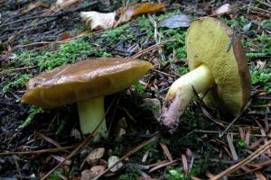 Suillus collinitus, foto di Raffaele Mansi 
