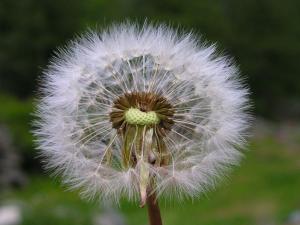 Taraxacum officinale, il soffione detto volgarmente 