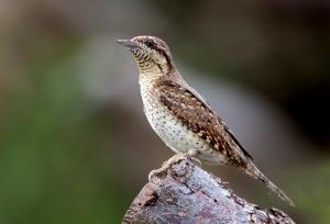 Torcicollo 