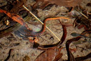 Salamandrina terdigitata